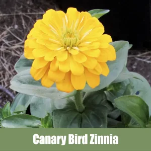 Canary Bird Zinnia, Zinnia Elegans
